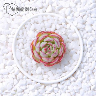 【小鮮肉肉】漢白玉 白石 鋪面介質(特白石)1-3mm(500g/1kg裝)白色裝飾石, 1個, 1KG裝(約可鋪面15個3吋盆)最多5包, 1kg