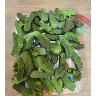 苔鑽 凝蹄玉 擬蹄玉 蛇蹄玉 蘿藦科塊根植物 稀珍多肉盆栽 高度1.5-8公分 辦公室小物, 1個, 無根蛇蹄玉-大顆（高度約3-8公分）