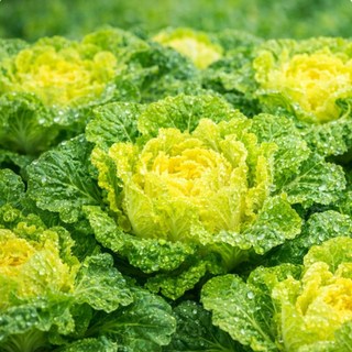 국내산 봄동 배추 10kg, 1박스