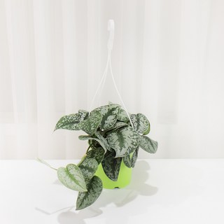 갑조네 엔젤스킨답서스(행잉)(중품) 실내 인테리어 공기정화 식물, 1개