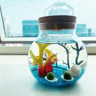 海藻球水培植物微景觀生態瓶苔蘚盆栽玻璃瓶 (包郵), 買家秀許墨同款（ 2歲2顆）, 1個