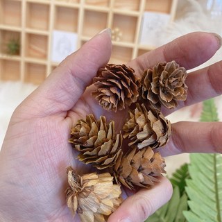 綜合松果 染色松果 果實 DIY 拍照道具 落葉松 大松花 小毬果 刷白 玫瑰杉松 花圈佈置 花圈材料 藤蔓花圈, 玫瑰杉松2～4公分（5顆）