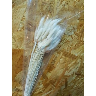 乾燥花兔尾草各色單支販售，居家裝飾、店面擺設、婚禮小物最佳選擇，多種顏色可選, 白色