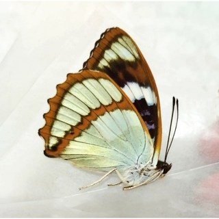 蝴蝶標本A1 白斑迷蛱蝶 未展翅乾貨 蝴蝶收藏
