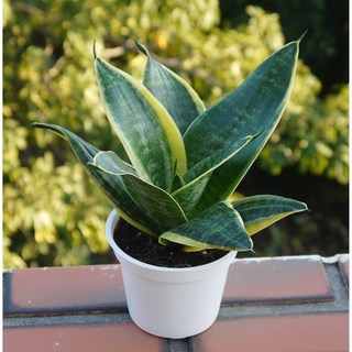 花樣渼栽盆栽生活館 金剛虎尾蘭 (3寸) (室內清淨空氣盆栽) 室內植物 室外植物 多肉植物, 1個, 3寸圓形花盆(整盆寄出)
