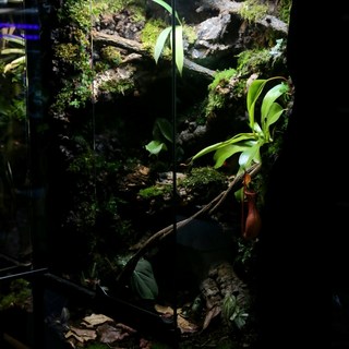 비바리움 주문제작 팔루다리움 도마뱀 사육장 크레스티게코 사육장 테라리움 주문제작, 5만원, 1개