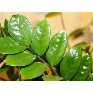 霏霏園藝 金錢樹 7-7吋盆, 8吋綠寶金錢樹650元