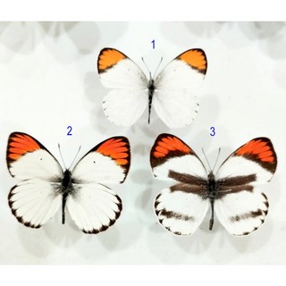 蟲新發現 蝴蝶標本A1 Colotis屬三種 未展翅乾貨，自然昆蟲標本，生物教學展示收藏, 1個, 3