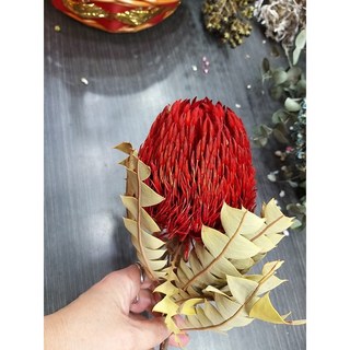 【台灣現貨速發】乾燥花 帝王花 現貨供應，持久綻放，居家裝飾，送禮首選, 紅色