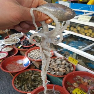 녹동수산 산지직송 고흥 뻘낙지(중)3미(미당60~80g내외), 1개, 단품