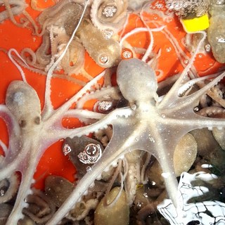 보성농수산 벌교 갯뻘 산낙지 대 중 소 싱싱한 더 맛있는 낙지 살아서 도착, 산낙지 소 5마리, 1개