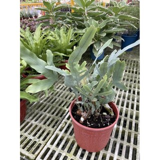 霏霏園藝藍星蕨5吋盆栽 特價優惠中 為居家空間增添自然生機與活力, 1個