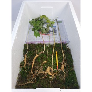 가을황절삼 자연산 산삼 25-30년추정 5뿌리 실중량 103.5g/심마니 직접채심, 1개