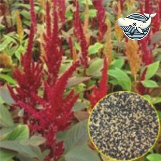 건강한 아마란스 씨앗 슈퍼곡물 터는 나물 kal*2230BX, 1개