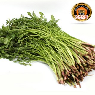 기찬드림 국내산 당일수확 돌미나리 미나리 1단 (800~900g), 1개, 1kg