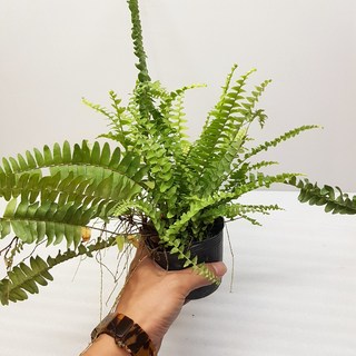 P老闆園藝 波斯頓蕨 腎蕨 3吋盆 觀葉植物, 1個