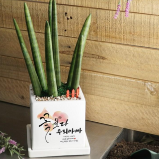 화분이야기 꽃보다OOO 맞춤문구 중형화분 승진 개업 집들이 축하 안시리움, 스투키, 1개