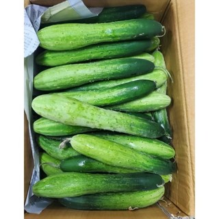 백오이 오이지용 지오이 상주 조선, 못난이-10kg, 1세트