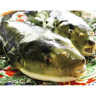 자연산 참복 손질 복어 500g 1kg, 1개, 손질 복어 500g(3-6미)
