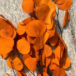 CANLONGER FLOWER 仿真蘋果葉尤加利 橘紅漂色 居家裝飾免澆水植物 葉片約3-6公分, 38P橘紅(漂色), 1個