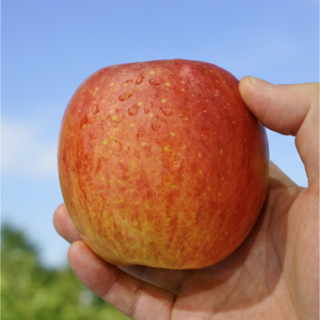 [24시간만 타임특가] 장인선별 극brix초고당도 부사못난이사과 초특가할인, 1박스, 3kg