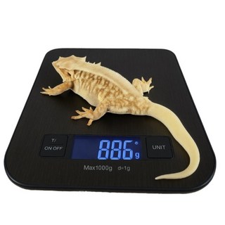 파충류 체중계 디지털 저울 케이지포함, 1개, 블랙