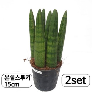 트리앤 1+1 15cm 본쉘 스투키/ 20cm본쉘 스투키 공기정화식물 미세 먼지제거, 02. 1+1 본쉘15c 1개, 2개
