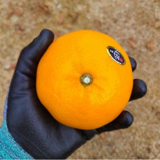 [재구매1위] 산지직송 프리미엄 고당도 제주 천혜향 중대과 가정용 선물용, 1박스, 3kg