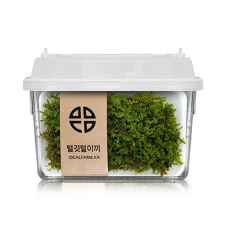 털깃털이끼 관찰 실험 키트