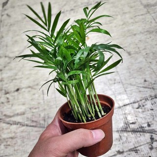 P老闆園藝 袖珍椰子 3吋盆 小品 觀葉植物, 1個