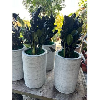 霏霏園藝黑鑽金錢樹(招財進寶樹) 種好陶盆 室內盆栽 招財植物 淨化空氣