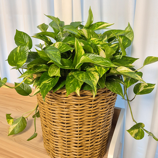아비가든 식물+ 라탄 바구니 인테리어 집들이 선물 공기정화식물, 1개, 마블스킨답서스+바구니(특대)