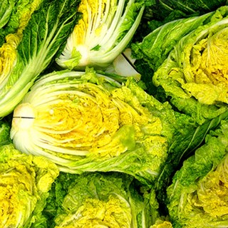 청담채 괴산절임배추 90일배추 국산 천일염 준고랭지배추, 20kg, 1박스, 12월08일(월요일)도착