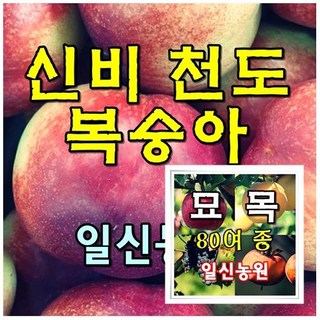 [일신농원] 각종묘목 90여종 감 대봉 단감 대추 사과 배 밤 포도 복숭아 자두 매실 살구 체리 등 /유실수/약용수/정원수/꽃나무, 1개, I4 신비 천도복숭아 (2년특묘)