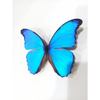 蝴蝶標本A1 大美藍摩爾弗蝶 14CM 秘魯產, 已展翅成品