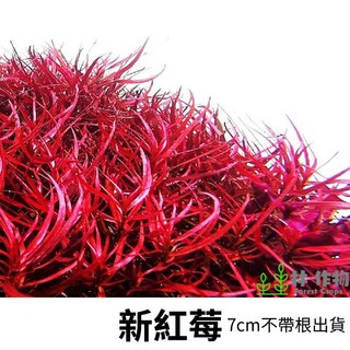 林作物 水草 新紅莓 紅色水草 水中葉 中景 後景 一般級, 每份6株
