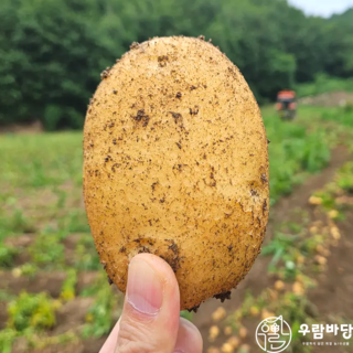 [고품질엄선] 2025년 고품질 강원도 두백 햇 감자, 1박스, 3kg(대)