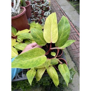 灑金蔓綠絨3吋盆栽特價：點綴您的居家空間，新手也能輕鬆上手, 1個