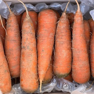 제철밥상 정품 제주 구좌당근 10kg, 1박스, 정품 제주 구좌당근 (왕특) 박스포함 10kg