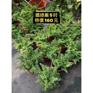 霏霏園藝 鐵線蕨 5吋 特價160元, 1個