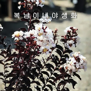 자엽배롱 블랙펄 화이트 [1포트 복남이네야생화 모종 백일홍 배롱나무 crape myrtle], 1개