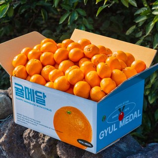 25년 첫수확 햇 노지감귤 제주 산지직송 당도선별, 1박스, 중과 2kg