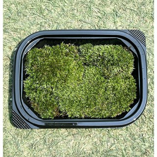 비단이끼(15x10cm) 테라리움 생이끼 비바리움 팔루다리움 DIY재료, 1개