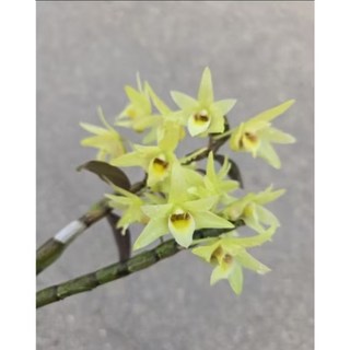 Den officinale鐵皮石斛/九大仙草之首/能食用/蝴蝶蘭環境/環境要通風/勿直曬太陽/1.7吋不怕冷熱, 1個