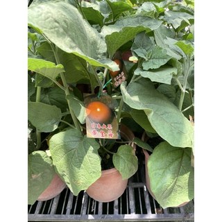 霏霏園藝 日本黃金莓 大果燈籠, 1個