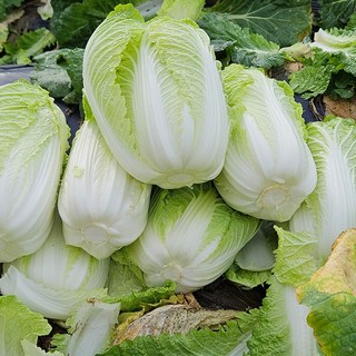 강원도 절임배추 10kg (희망수령일기재필수) [P], 단품, 단품