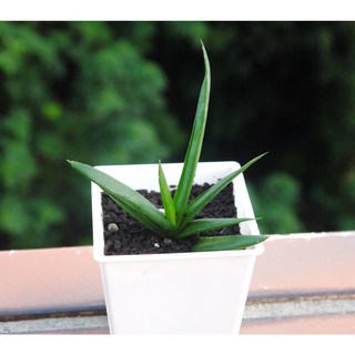 花樣渼栽盆栽生活館 墨玉蘆薈 (3吋) 室內外植物 多肉植物 觀葉植物, 1個, 植株(裸根)+3吋盆土