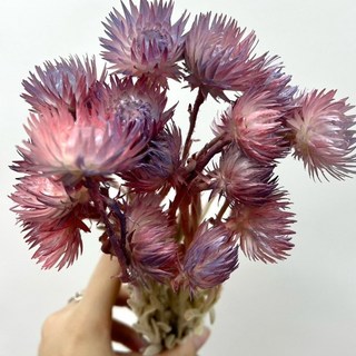 進口旱雪蓮 水染旱雪蓮 永生花 乾燥花材 (以花頭計價), 珠光粉藍