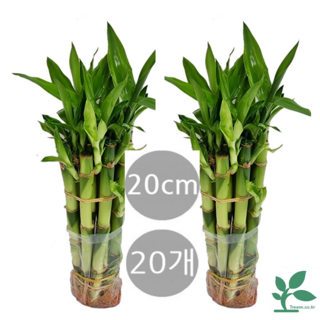 도도팜 1+1 스파트필름/ 호야 테이블야자고무나무 행운목 스킨답서스 아이비 천냥금 파키라 율마 금전수 풍란 리사호야 금전수 보석금전수 개운죽 10 20 스투키 토분 공기정화식물, 35. 개운죽20cm(20개) 1개, 1개