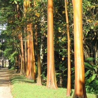 姆拉特里歐 樹皮油粹 巴西產地直送 導入精華, 1個, 30ml(精油瓶裝)